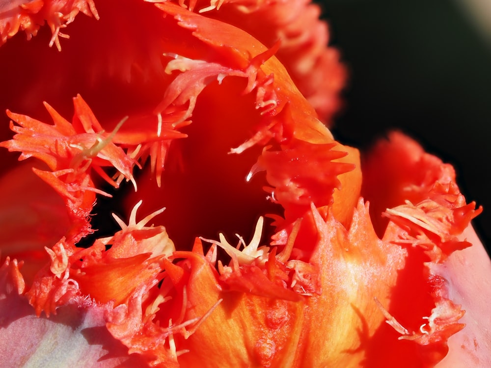 a close up of a red and yellow flower