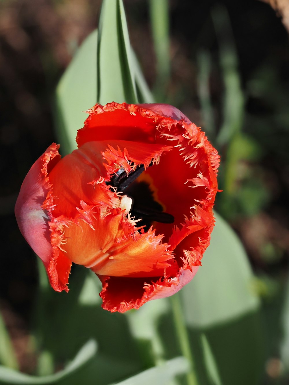 a close up of a red and yellow flower