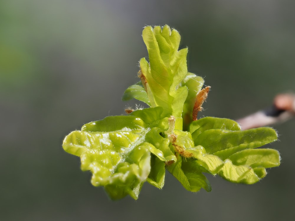 a close up of a tree branch with leaves