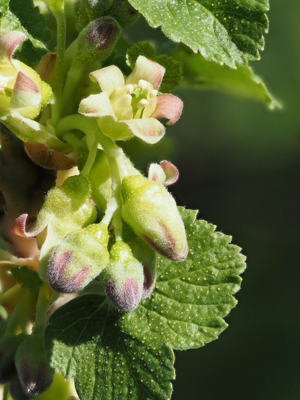 a close up of a green plant with flowers