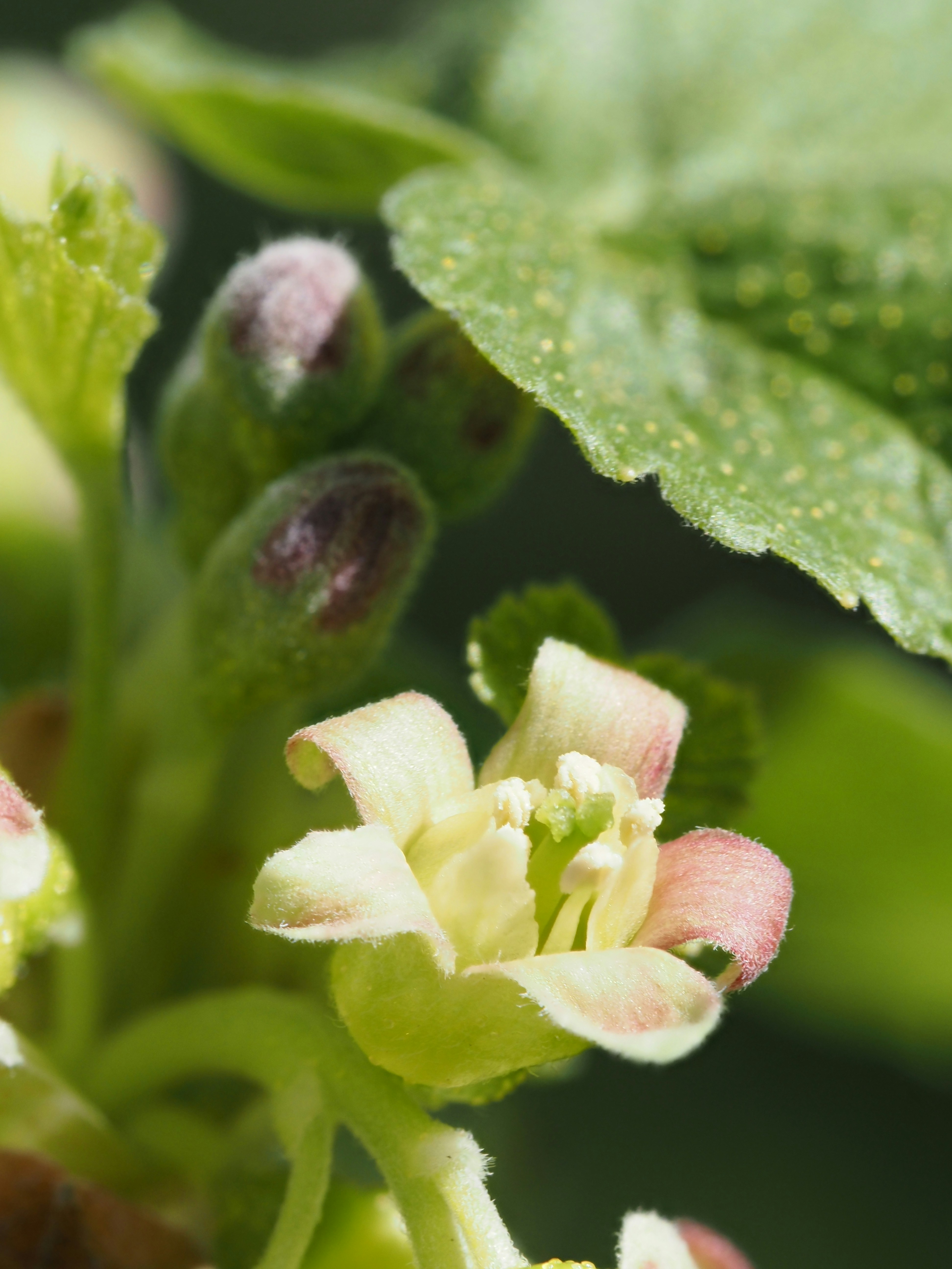 배경에 나뭇잎이 있는 꽃의 클로즈업