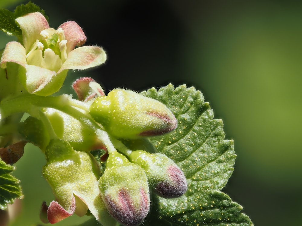 a close up of a green leaf with buds