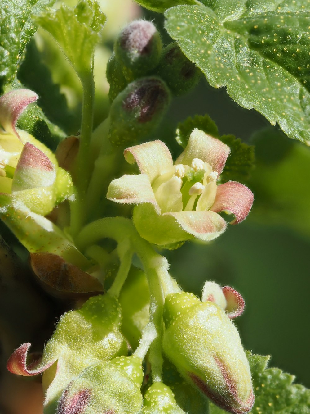 a close up of a plant with flowers and leaves