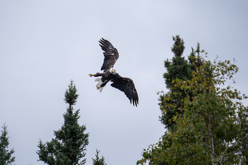 a large eagle flying over a forest filled with trees
