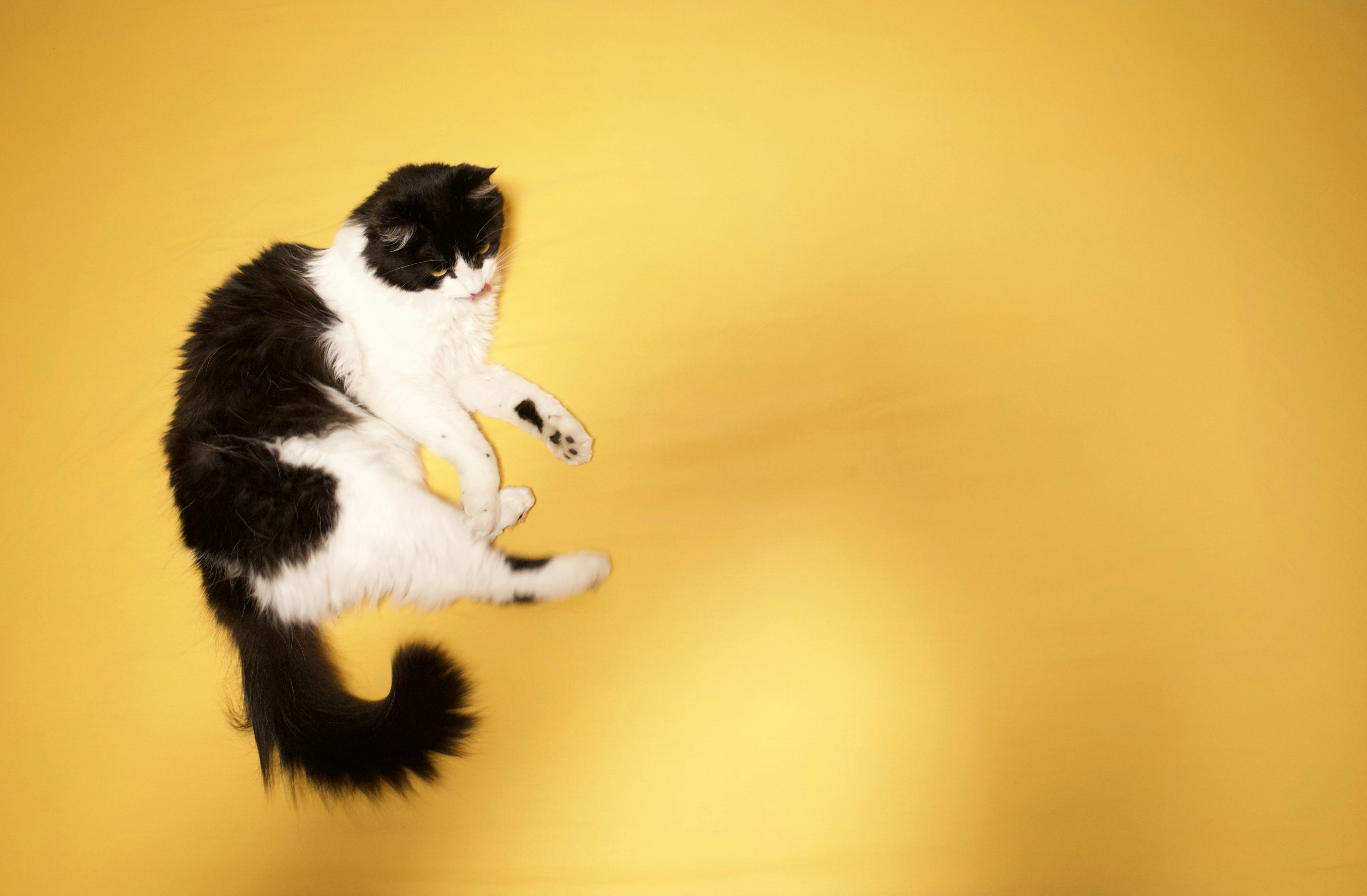 Tuxedo cat on a yellow surface.