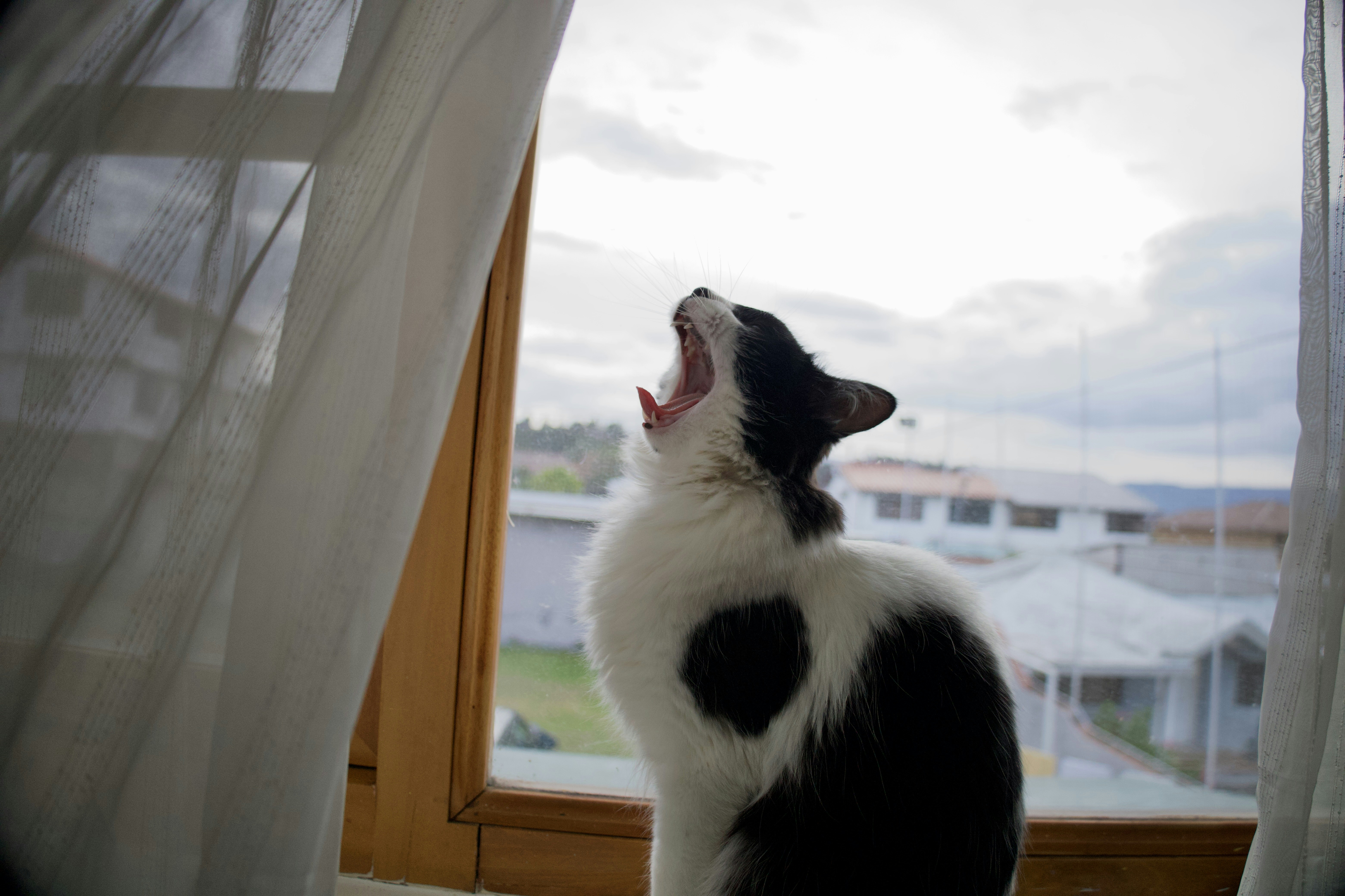 Tuxedo cat yawning.