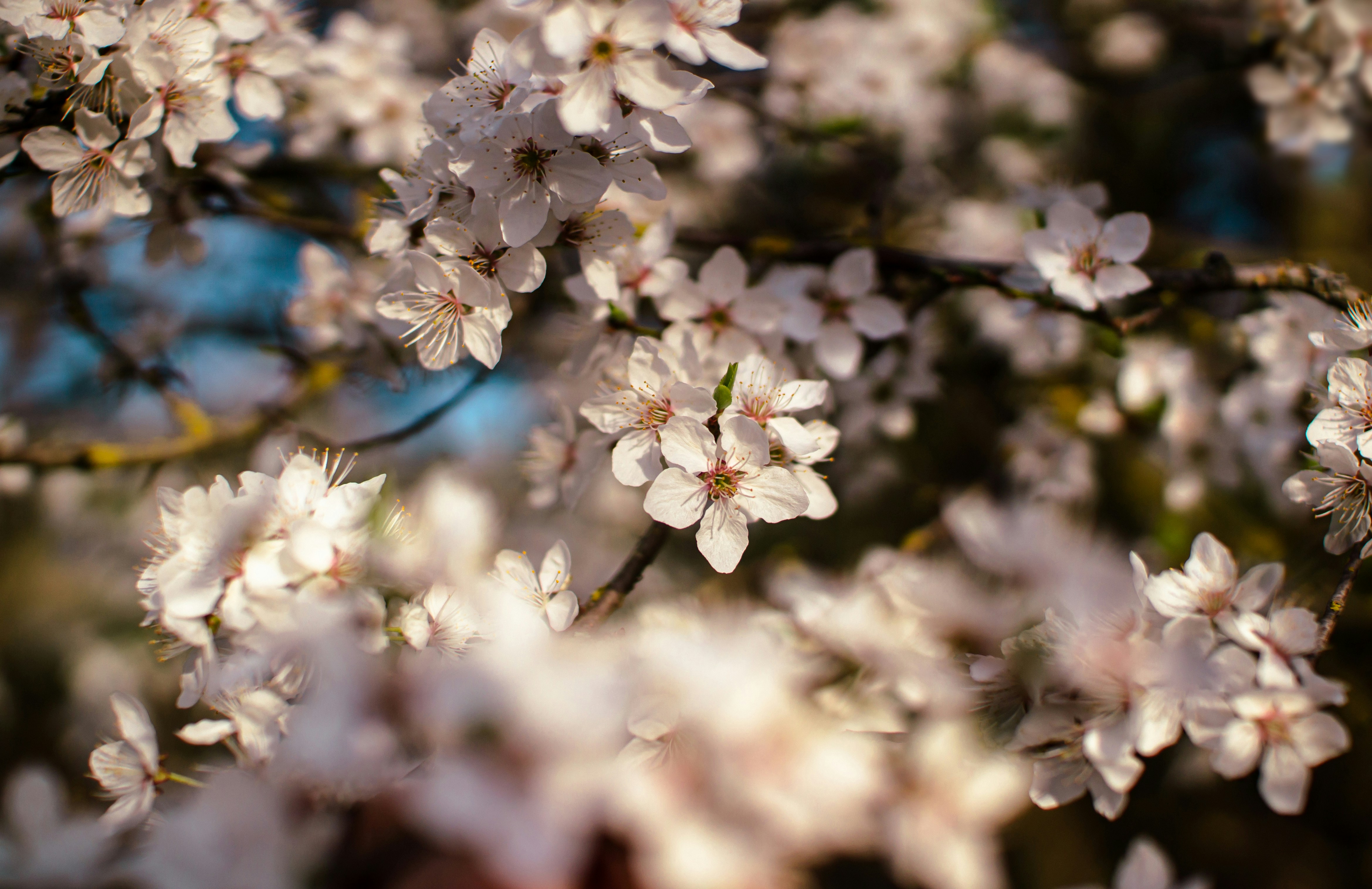a close up of a tree with white flowers