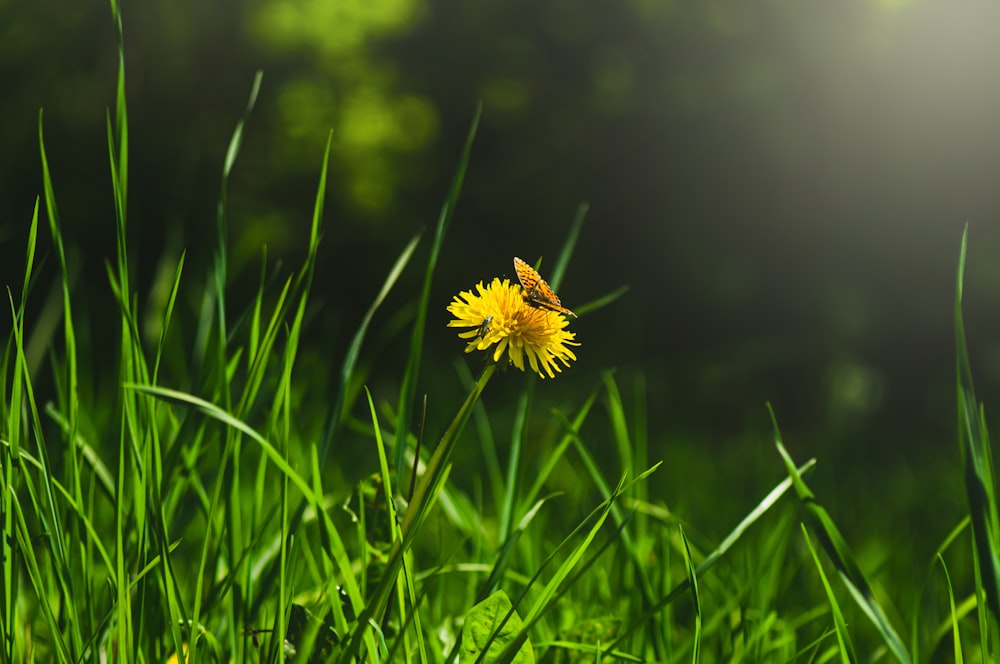 a bee on a dandelion in a grassy field