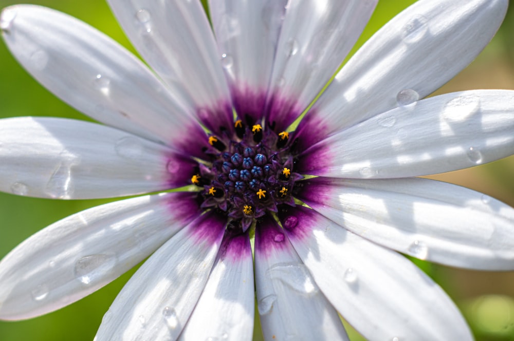 a close up of a white flower with a purple center