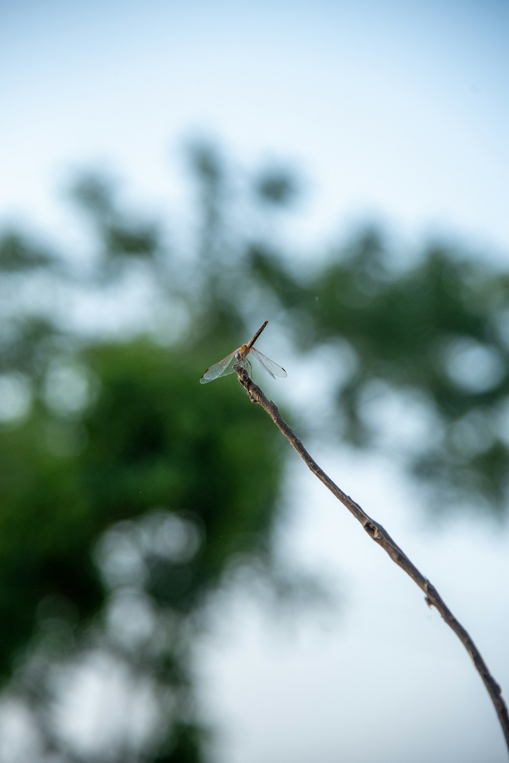 a dragonfly sitting on top of a twig