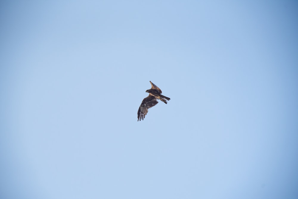 a bird flying high up in the sky