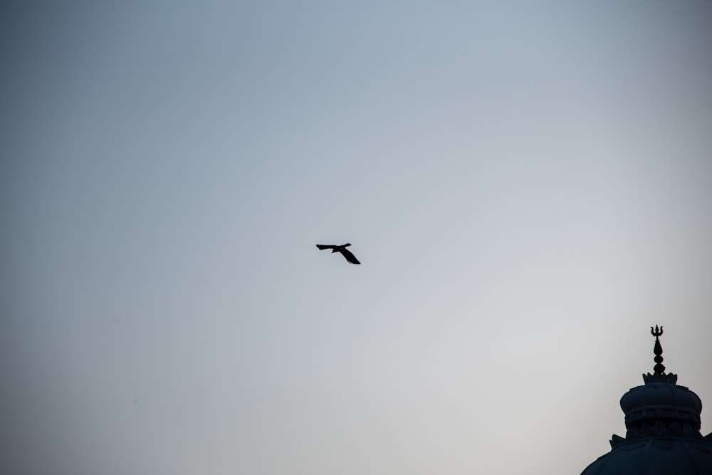 a bird flying in the sky over a building