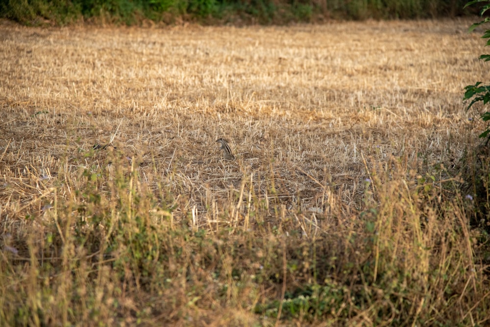 a field that has some grass in it