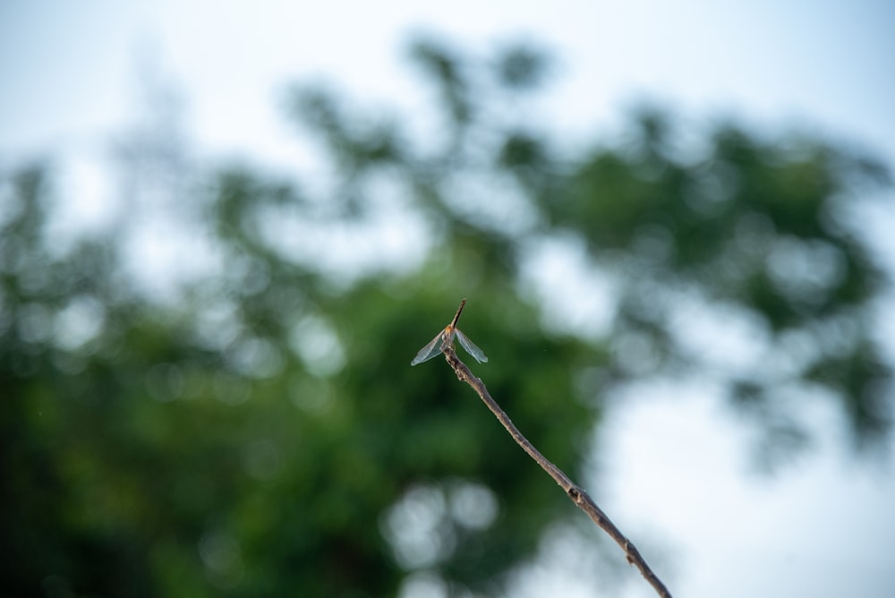 a branch with a small bird perched on it