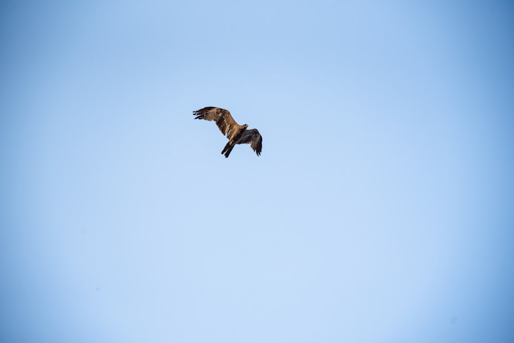 a bird flying high up in the sky