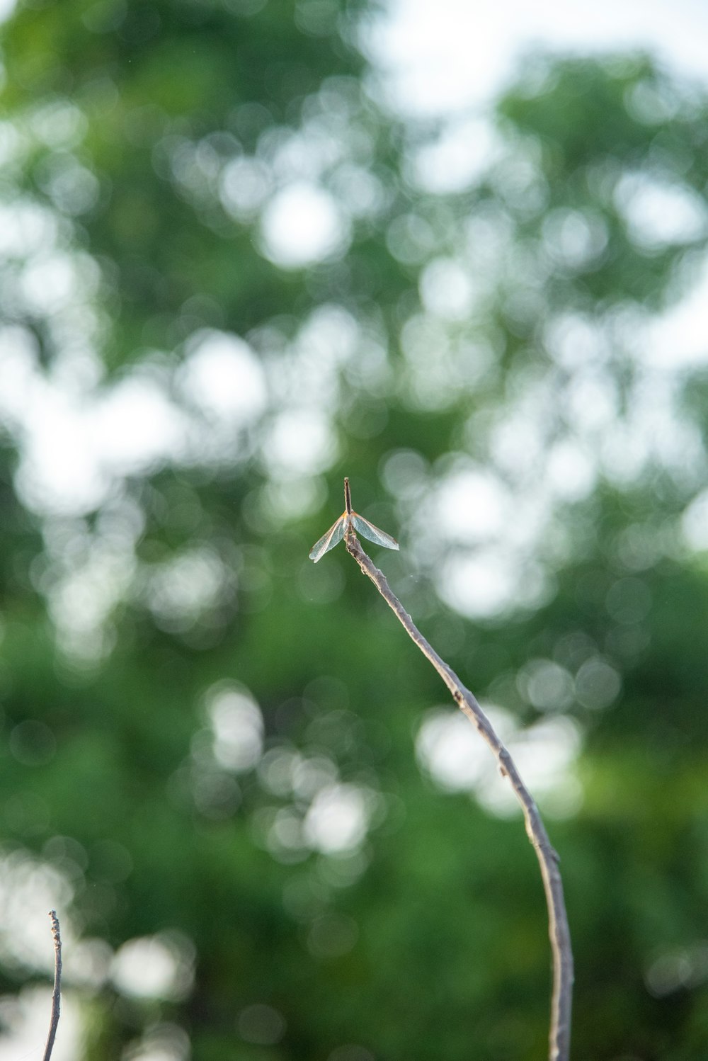 a branch with a small insect on it