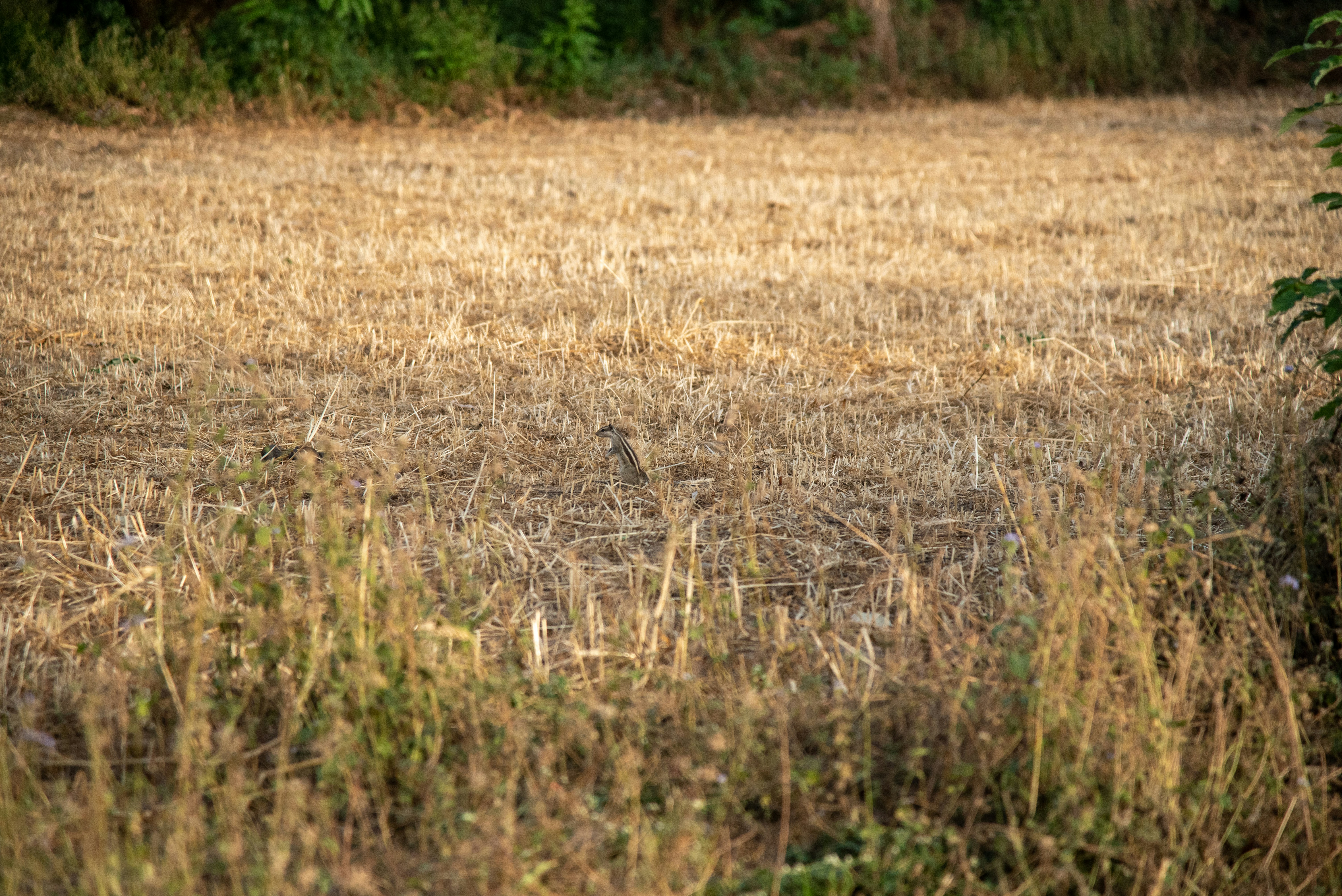 Photo by devang_punia