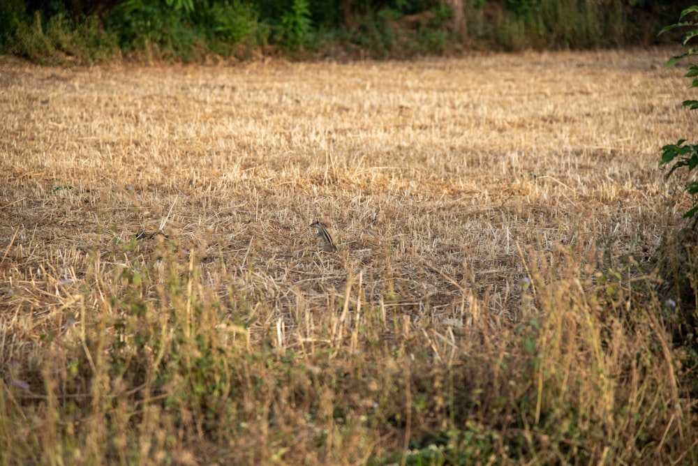 a bird is standing in the middle of a field