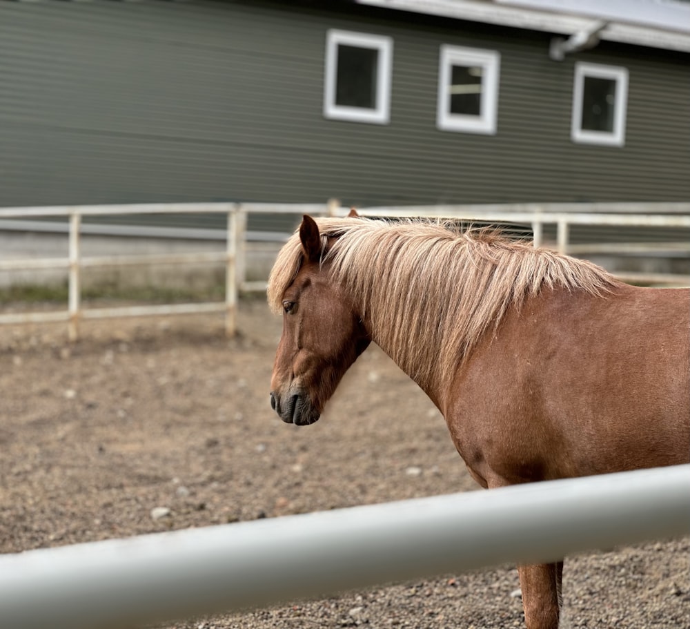 a brown horse standing next to a white fence