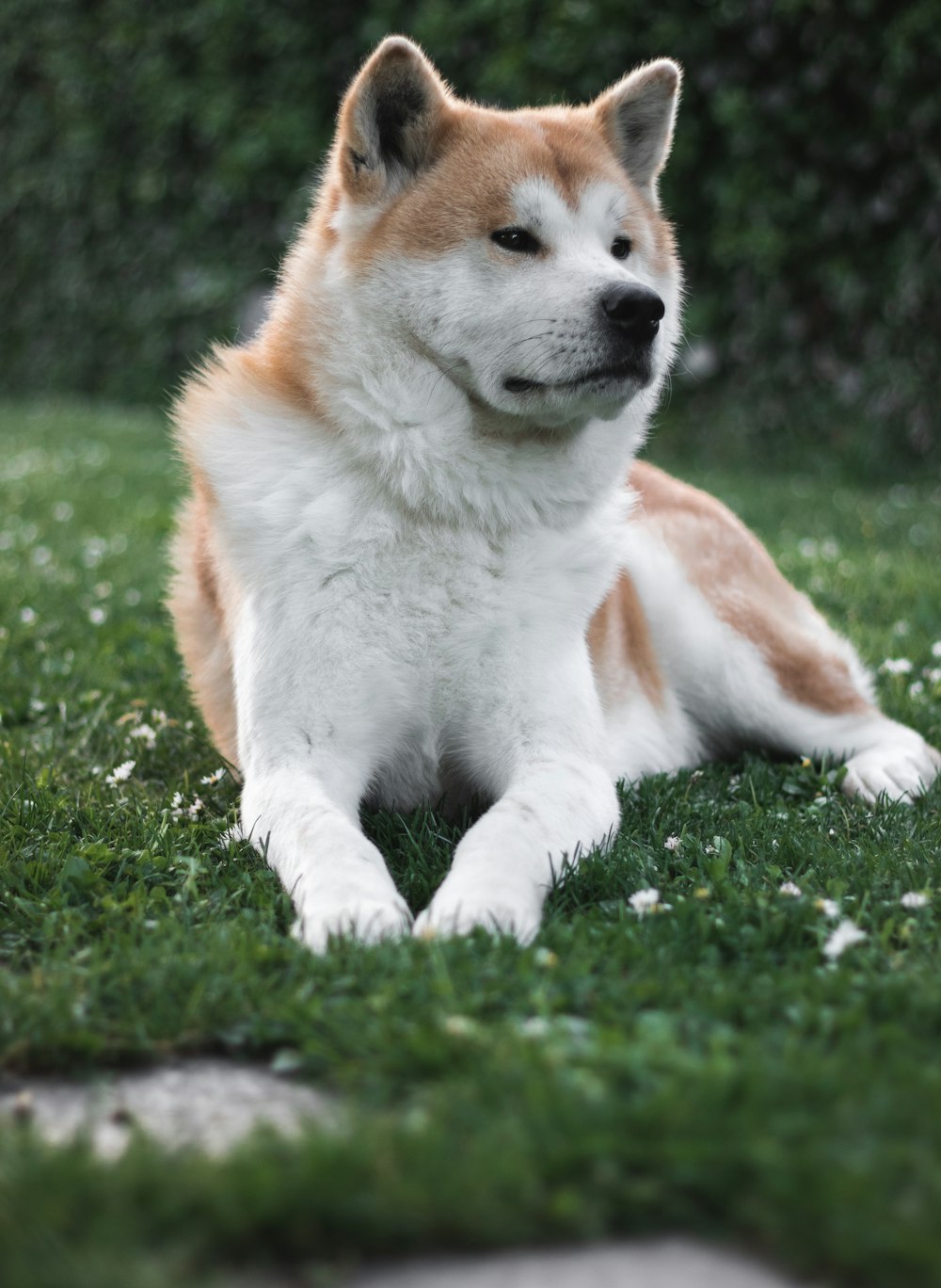 a brown and white dog laying on top of a lush green field