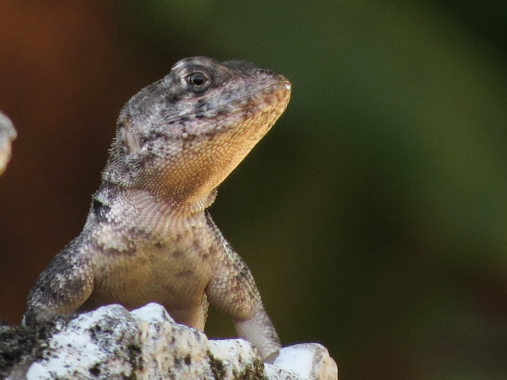 a close up of a lizard on a rock