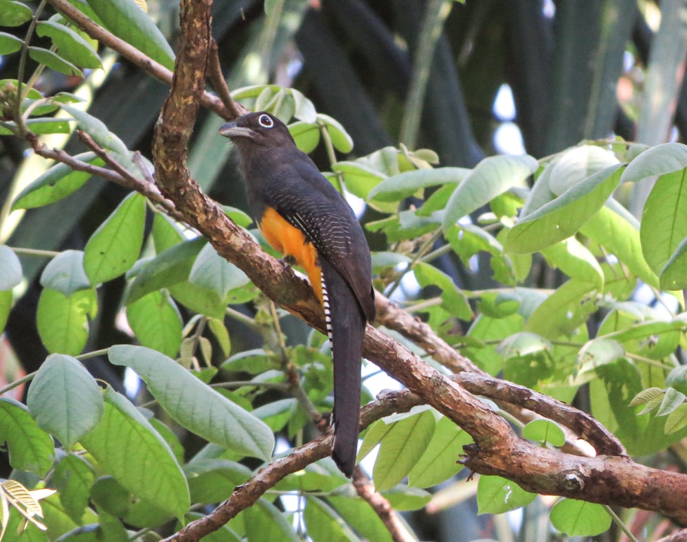 a bird is perched on a tree branch