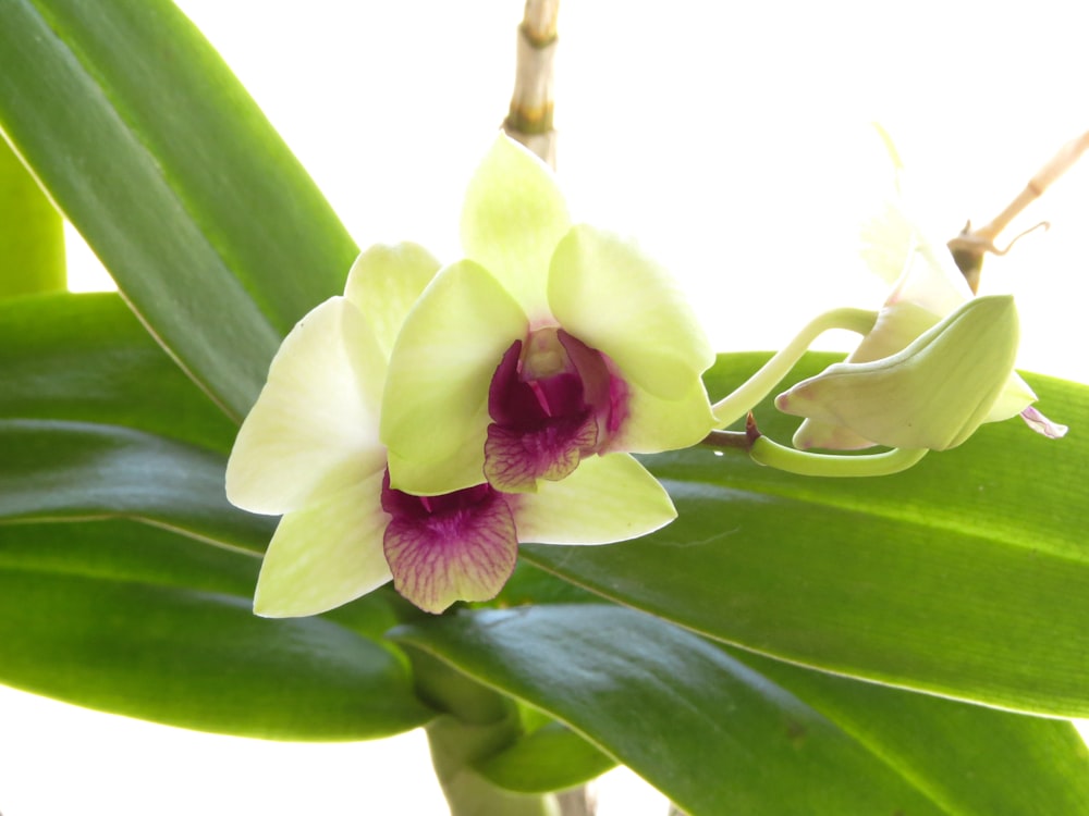 a close up of a flower on a plant