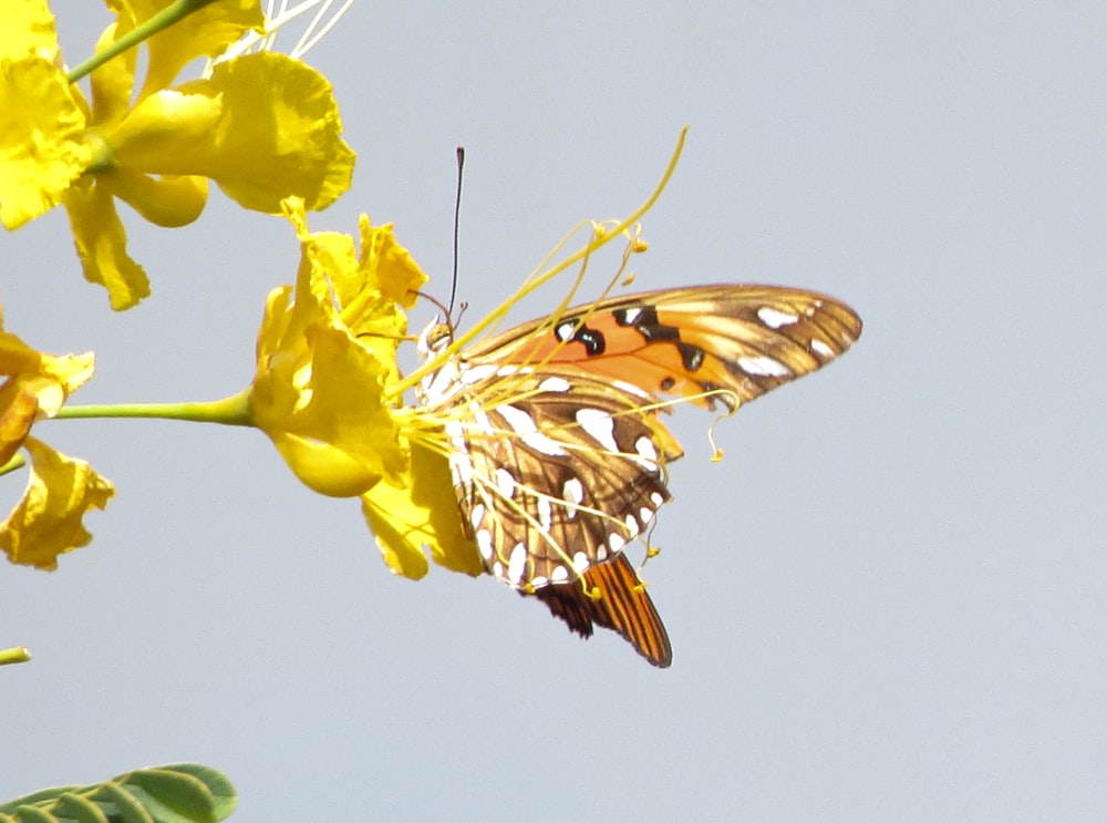 a butterfly sitting on top of a yellow flower