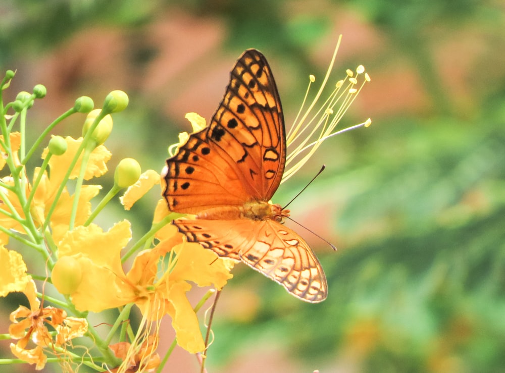 a close up of a butterfly on a flower