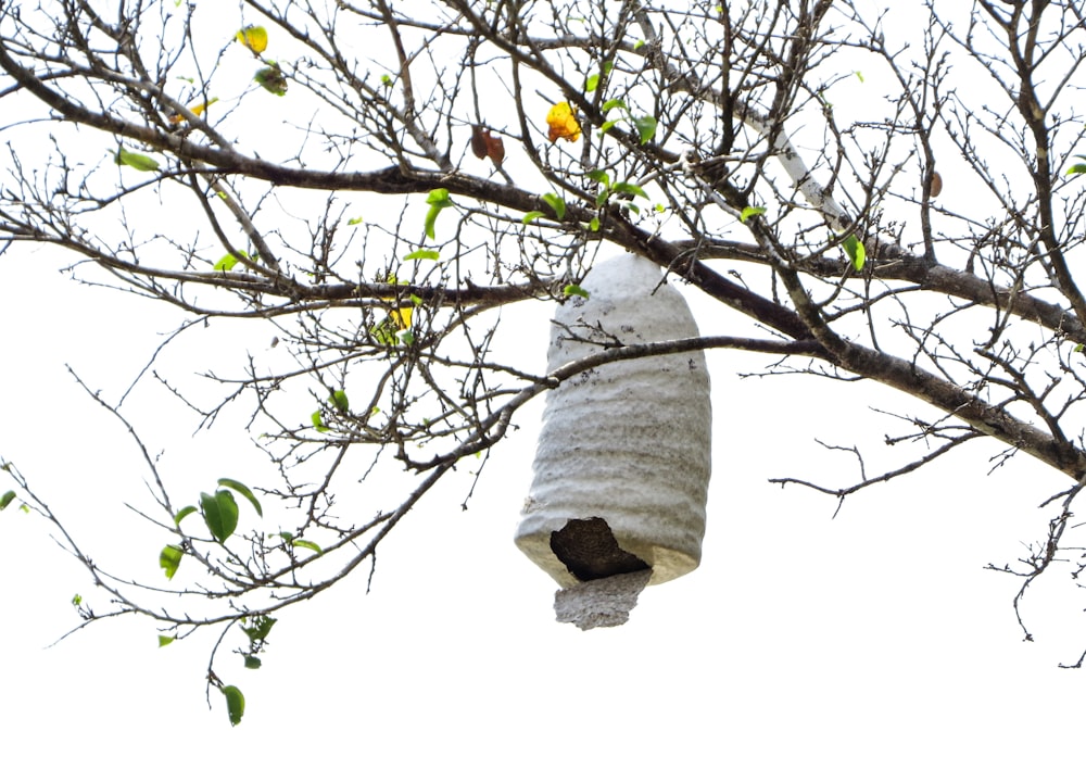 a bird house hanging from a tree branch