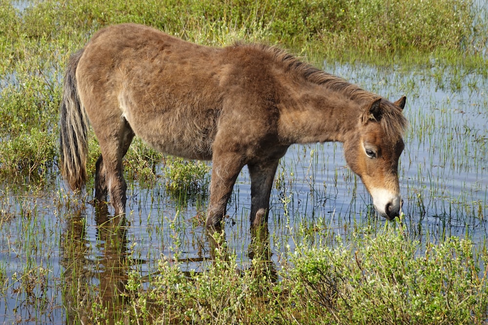 a brown horse standing in a body of water