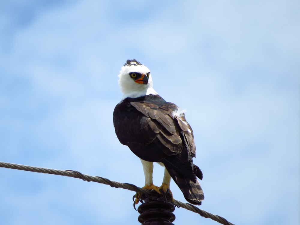 a black and white bird sitting on top of a power line