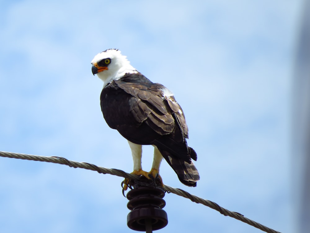 a black and white bird sitting on top of a power line