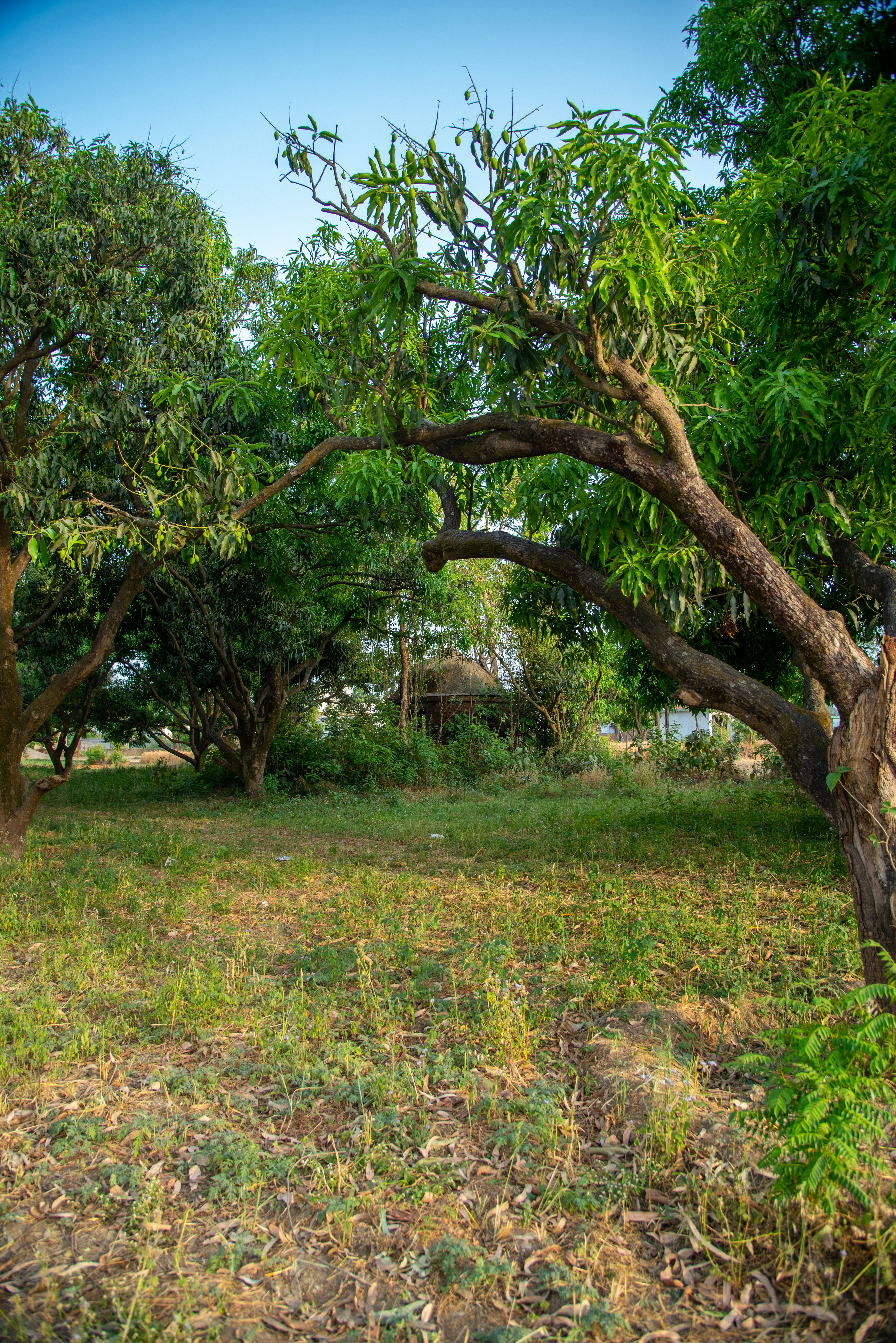 Photo by devang_punia