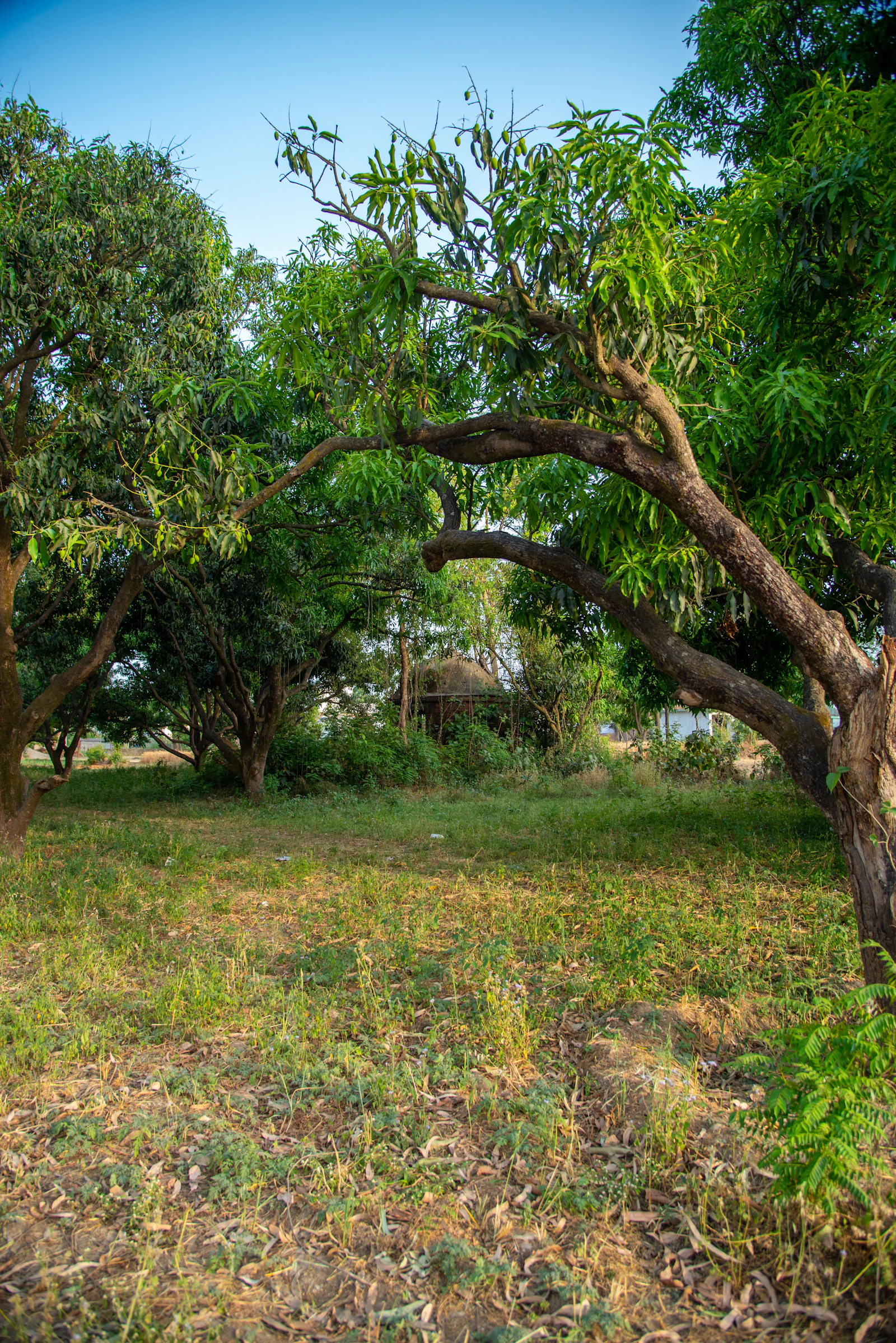 Field with farmhouse among trees