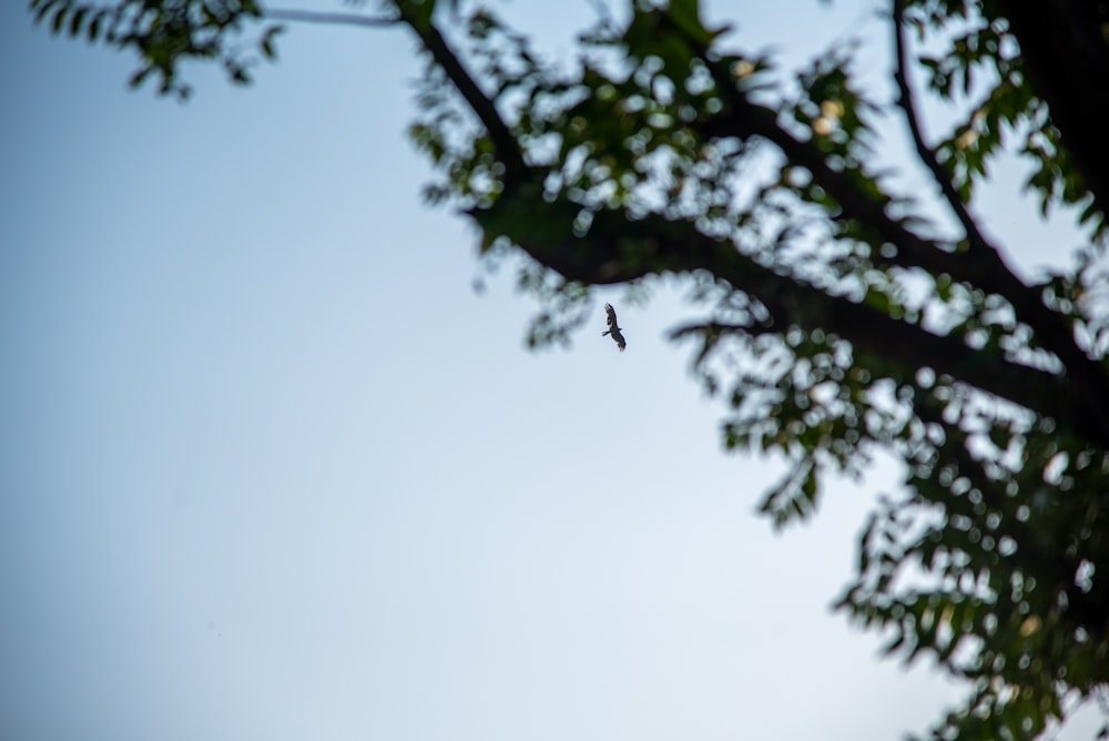 a small bird is perched on a tree branch