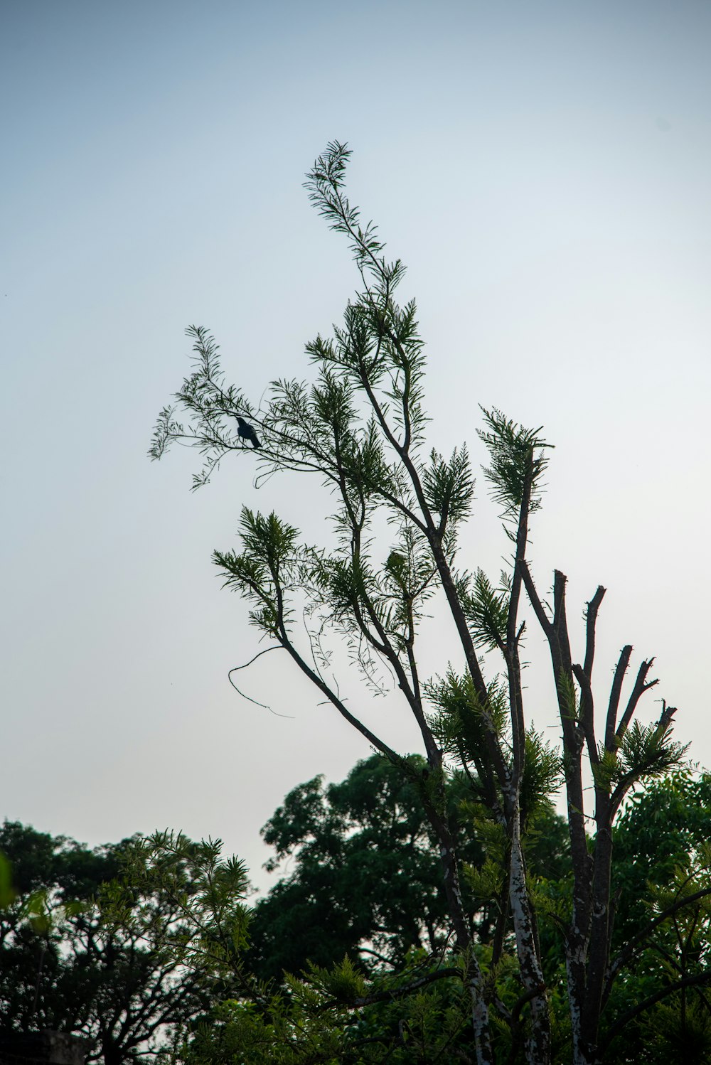 a bird sitting on top of a tree branch