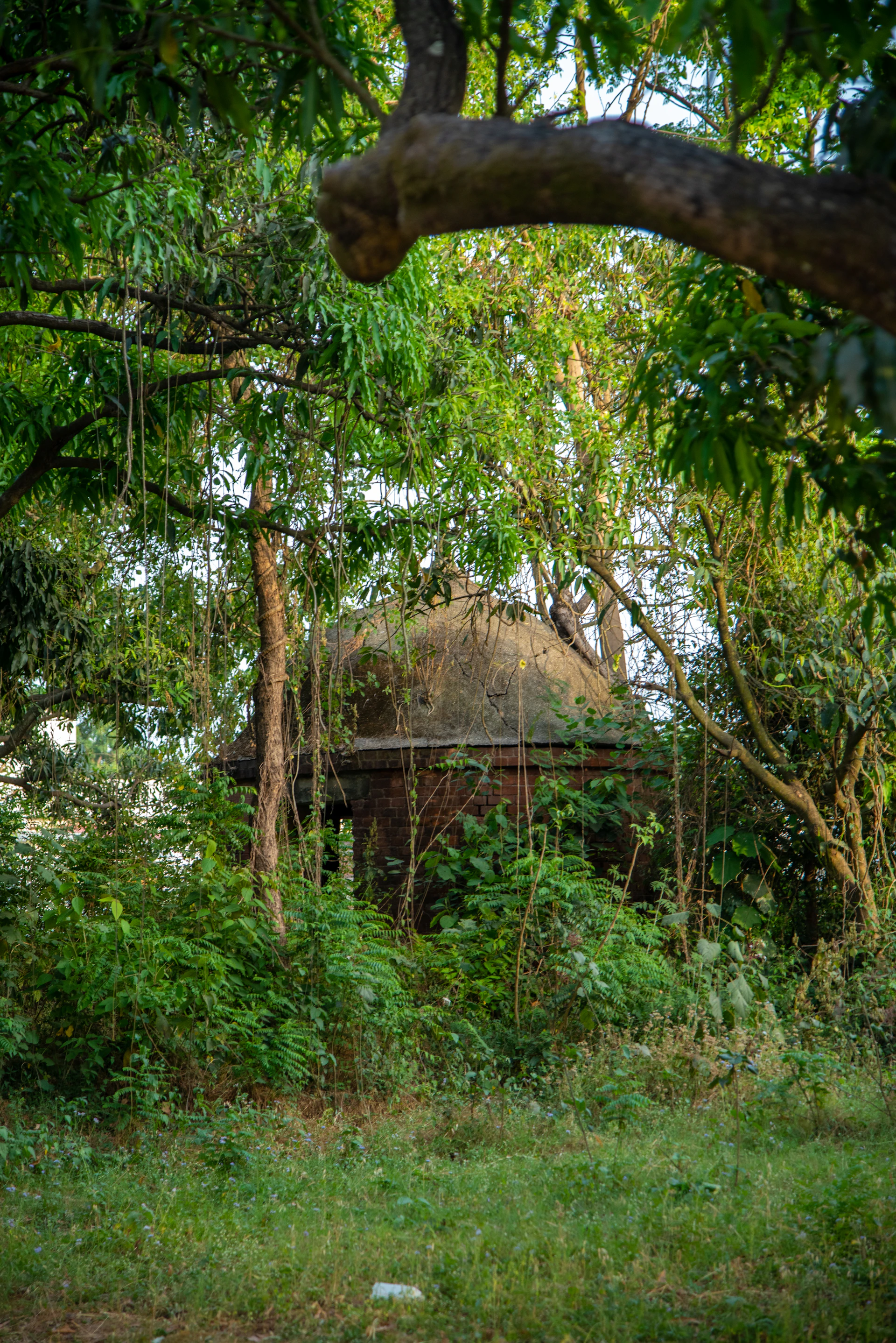 a small hut in the middle of a forest