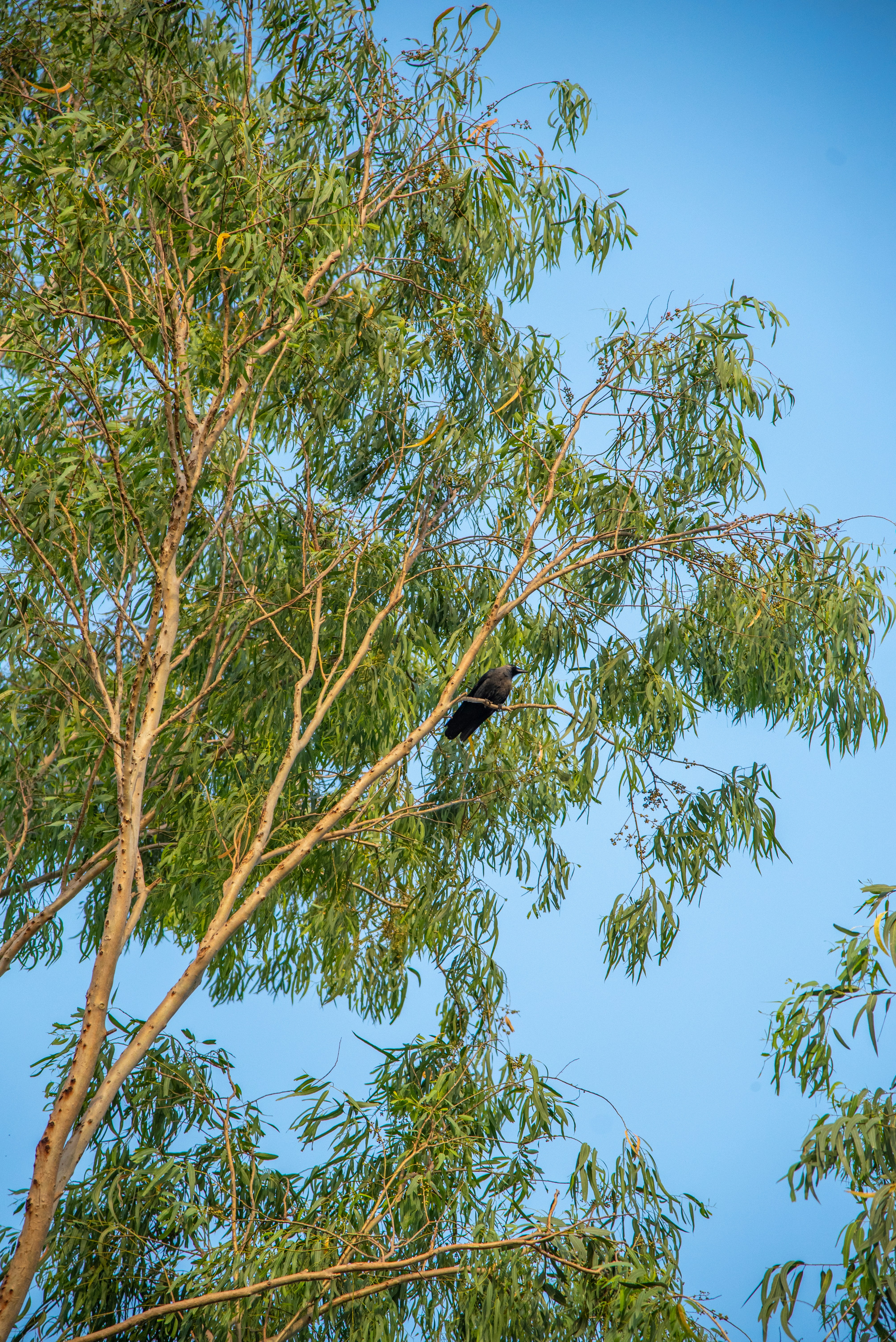 Photo by devang_punia