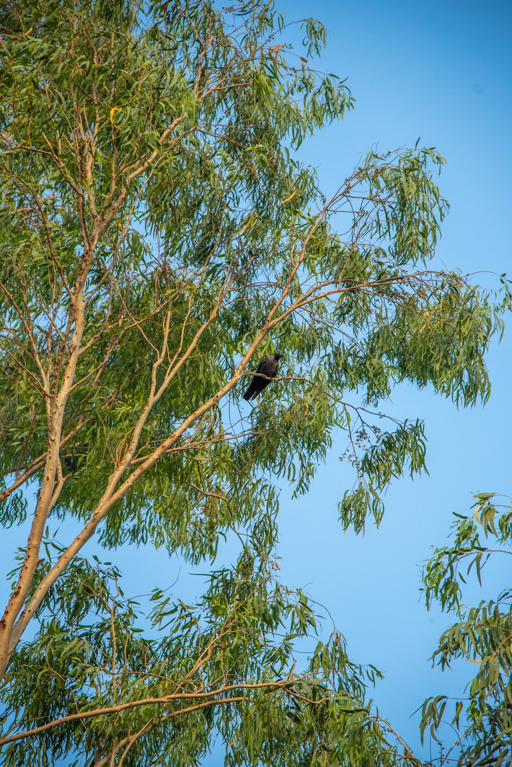 a bird sitting in a tree with a blue sky in the background