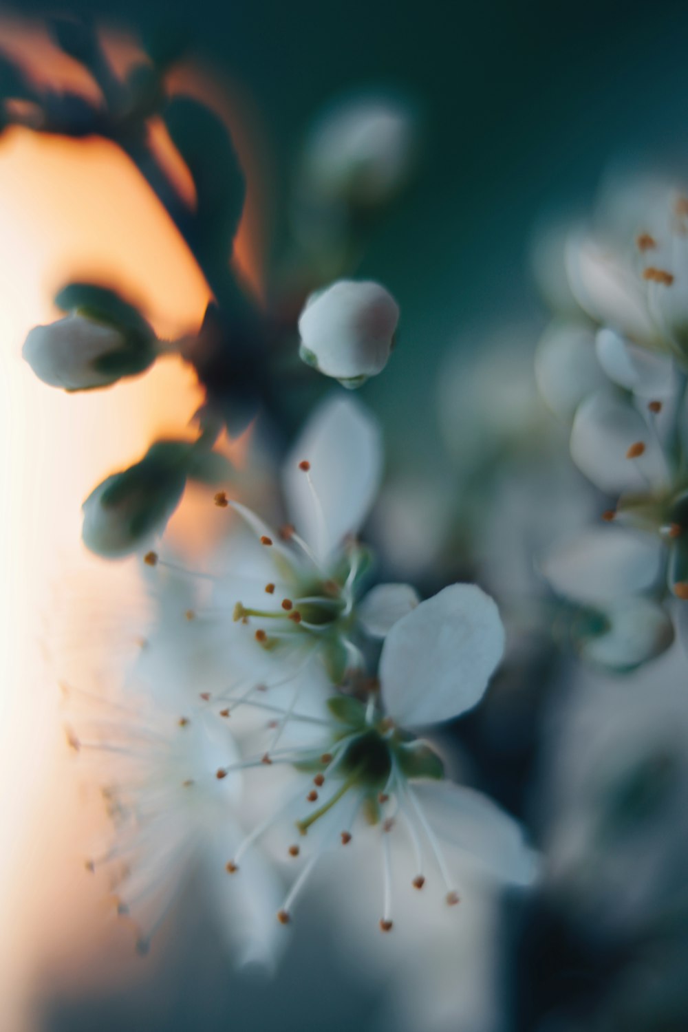 a close up of some white flowers on a tree