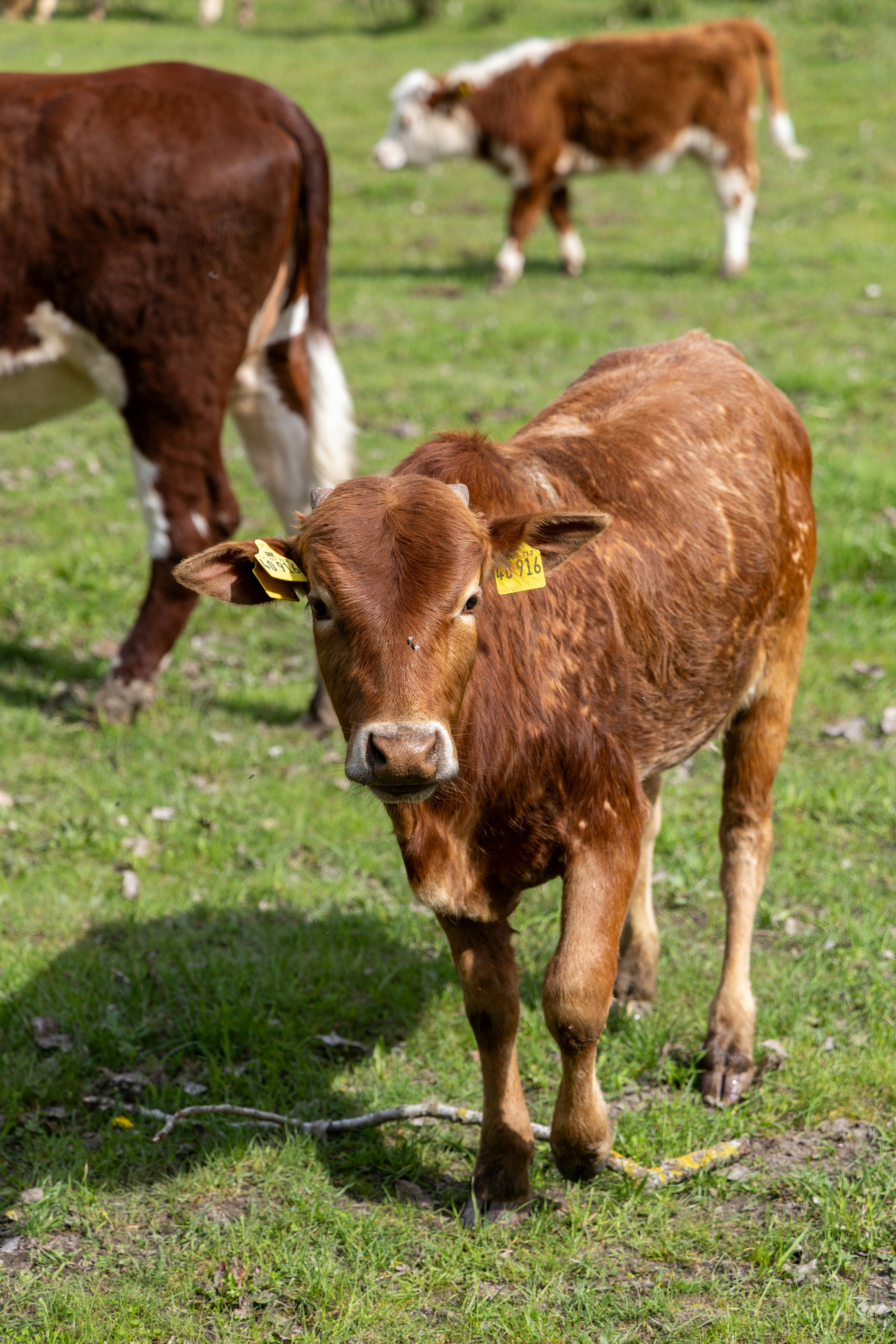 Photo by alexgoettel