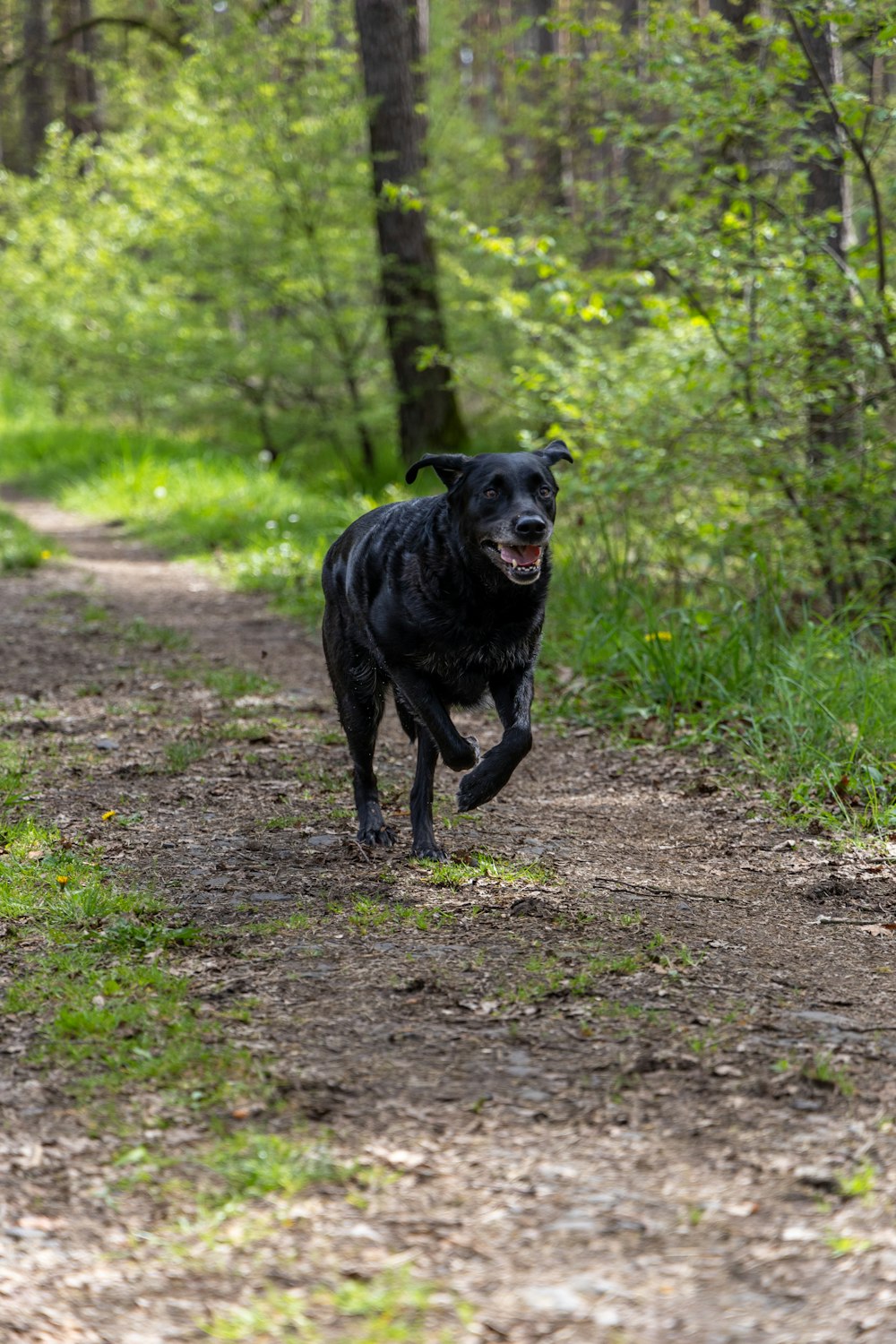 a black dog running down a dirt road in the woods