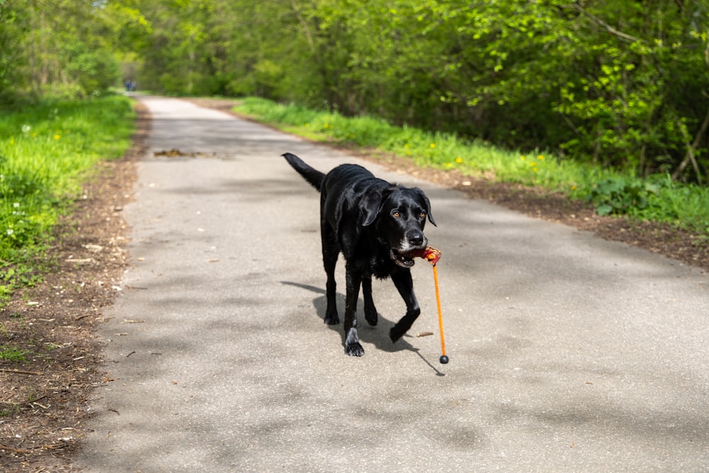 a black dog walking down a road with a stick in it's mouth