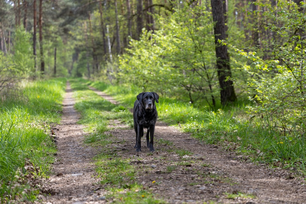 a black dog walking down a dirt road in the woods