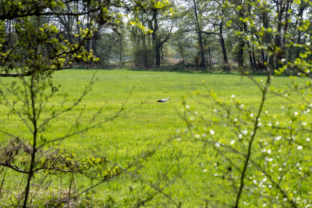 a grassy field with trees in the background