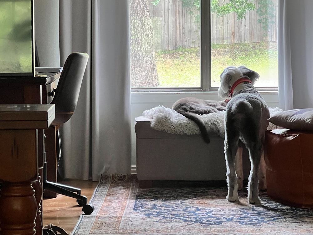 a dog standing on a couch looking out a window