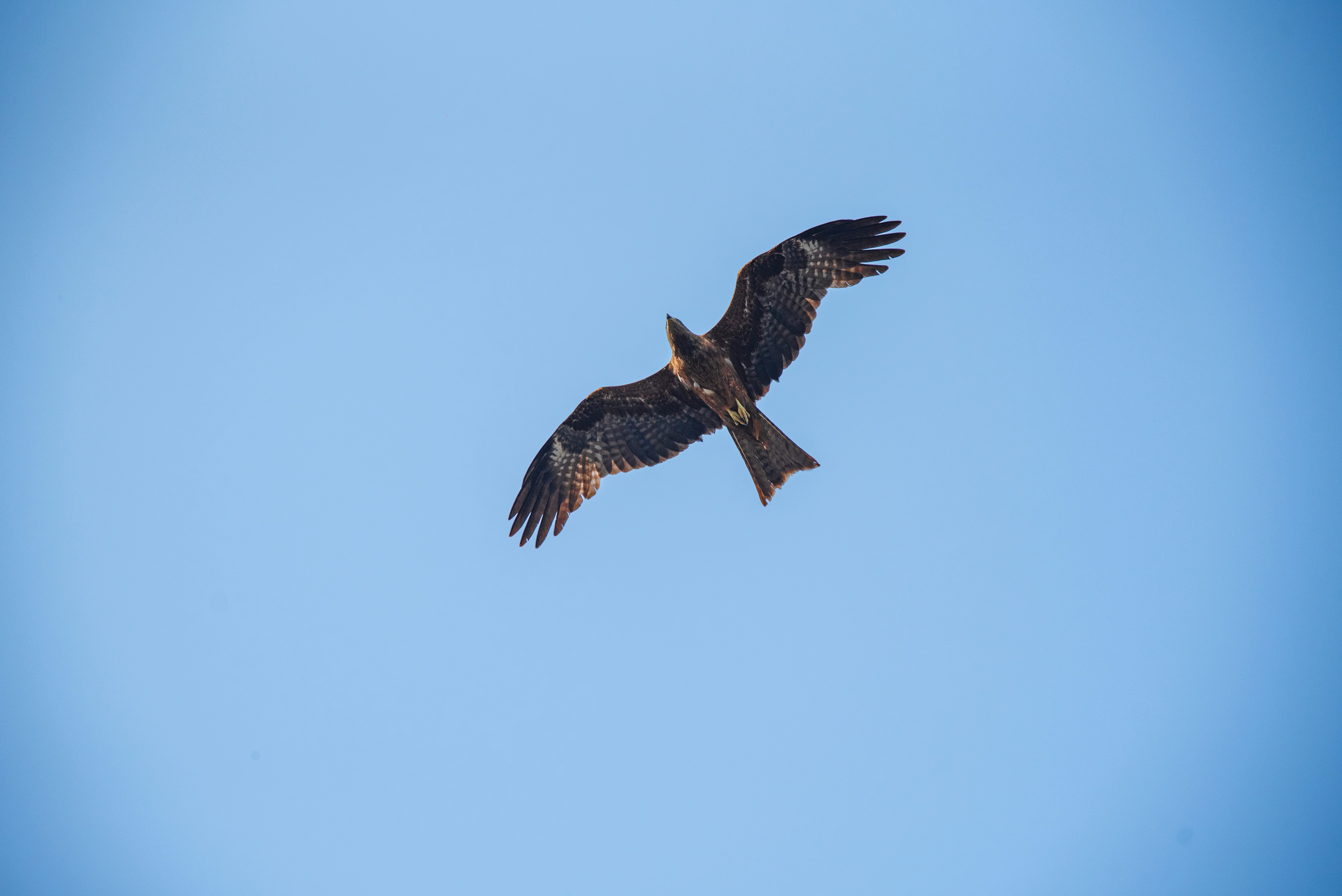 Photo by devang_punia