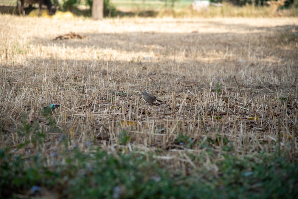 a small bird standing in the middle of a field