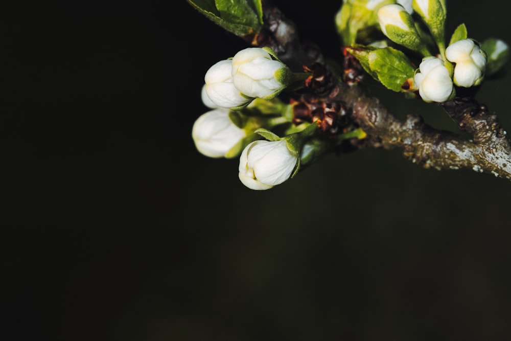 a branch of a tree with white flowers